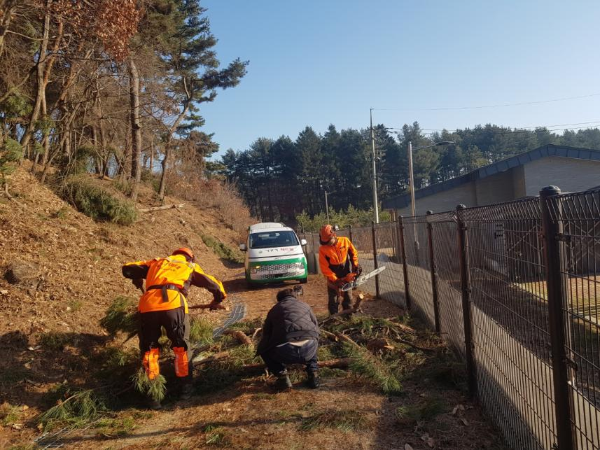 궁궐과 조선왕릉의 수목 복구 현장